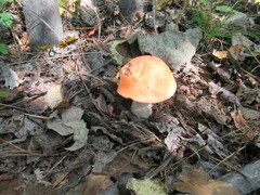 Leccinum albostipitatum
