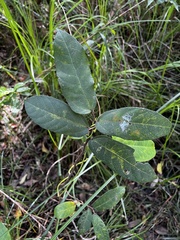 Ficus coronata