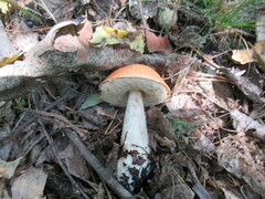 Leccinum albostipitatum