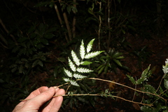 Sarcotoechia serrata