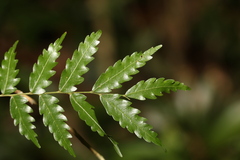 Sarcotoechia serrata