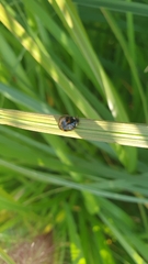 Harmonia axyridis