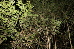 Sarcotoechia serrata