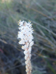 Bulbinella trinervis