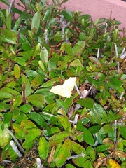 Tetracis jubararia