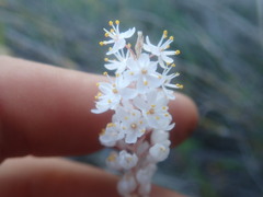 Bulbinella trinervis