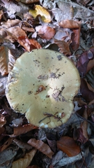 Russula virescens