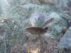 Adromischus maculatus