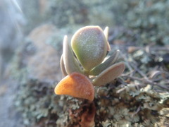 Adromischus caryophyllaceus