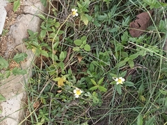 Tridax procumbens