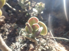Adromischus caryophyllaceus
