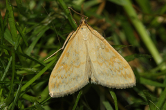 Sitochroa verticalis