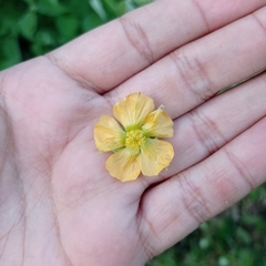 Abutilon abutiloides