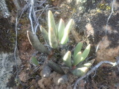 Adromischus filicaulis