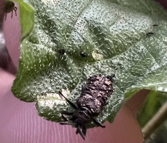 Octotoma scabripennis