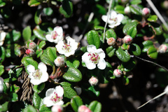 Cotoneaster morrisonensis