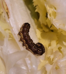 Helicoverpa armigera