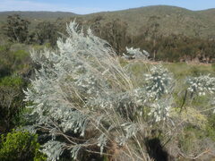 Aspalathus candicans