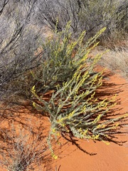 Dicrastylis beveridgei