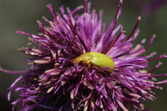 Cteniopus sulphureus