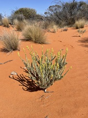 Dicrastylis beveridgei