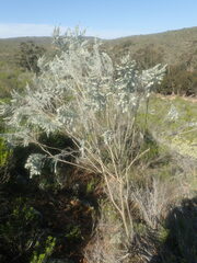 Aspalathus candicans