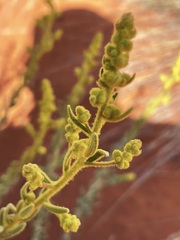 Dicrastylis beveridgei