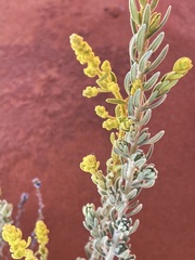 Dicrastylis beveridgei