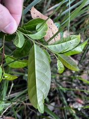 Glochidion ferdinandi