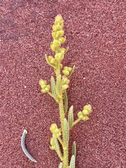 Dicrastylis beveridgei