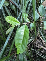 Glochidion ferdinandi