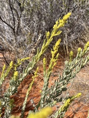 Dicrastylis beveridgei