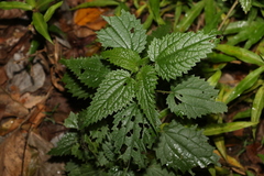 Urtica incisa