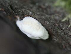 Truncospora ochroleuca