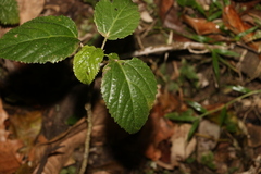 Dendrocnide photiniiphylla