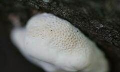 Truncospora ochroleuca