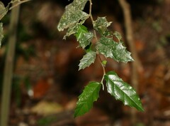 Aphananthe philippinensis