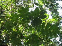 Juglans ailantifolia cordiformis