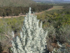 Aspalathus candicans
