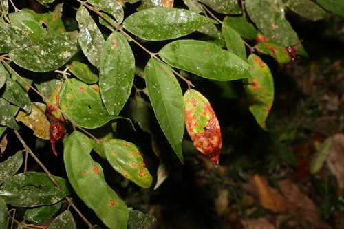 Image of Rhodamnia sessiliflora by (c) Greg Tasney, some rights reserved (CC BY-SA)