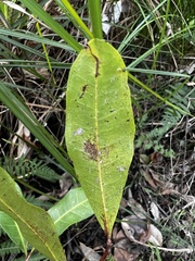 Cupaniopsis anacardioides