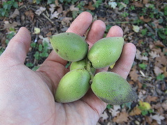Juglans ailantifolia cordiformis