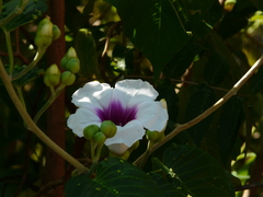 Ipomoea campanulata