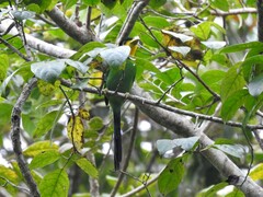 Psarisomus dalhousiae