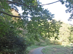 Juglans ailantifolia cordiformis
