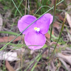 Patersonia