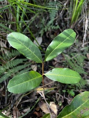 Cupaniopsis anacardioides