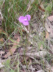 Patersonia