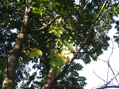 Juglans ailantifolia cordiformis