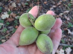 Juglans ailantifolia cordiformis
